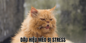 Mèo Bị Chảy Nước Mắt: Nguyên Nhân Và Cách Xử Lý Hiệu Quả