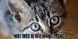 Mèo Có Ăn Được Khoai Lang Không? 5 Điều Cần Biết Ngay!