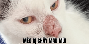 Mèo Bị Chó Cắn Có Sao Không? Cách Xử Lý An Toàn Tại Nhà