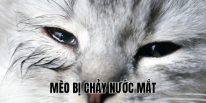 Mèo Có Ăn Được Khoai Lang Không? 5 Điều Cần Biết Ngay!
