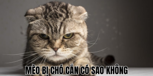 Mèo Bị Rụng Lông Từng Mảng: Nguyên Nhân & Cách Chữa Hiệu Quả