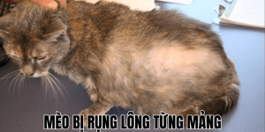 Mèo Bị Chó Cắn Có Sao Không? Cách Xử Lý An Toàn Tại Nhà