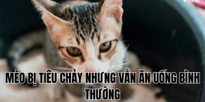 Mèo Có Ăn Được Khoai Lang Không? 5 Điều Cần Biết Ngay!